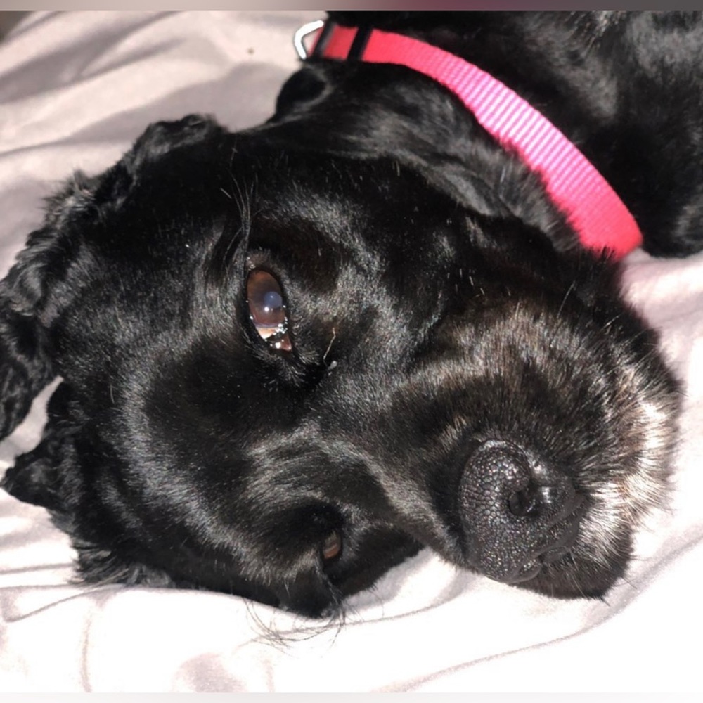 Cocker Spaniel Family - Picture 3 of 4